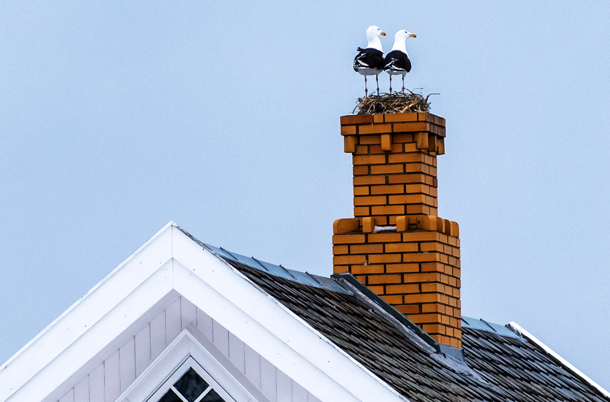 Seagulls nesting on chimney