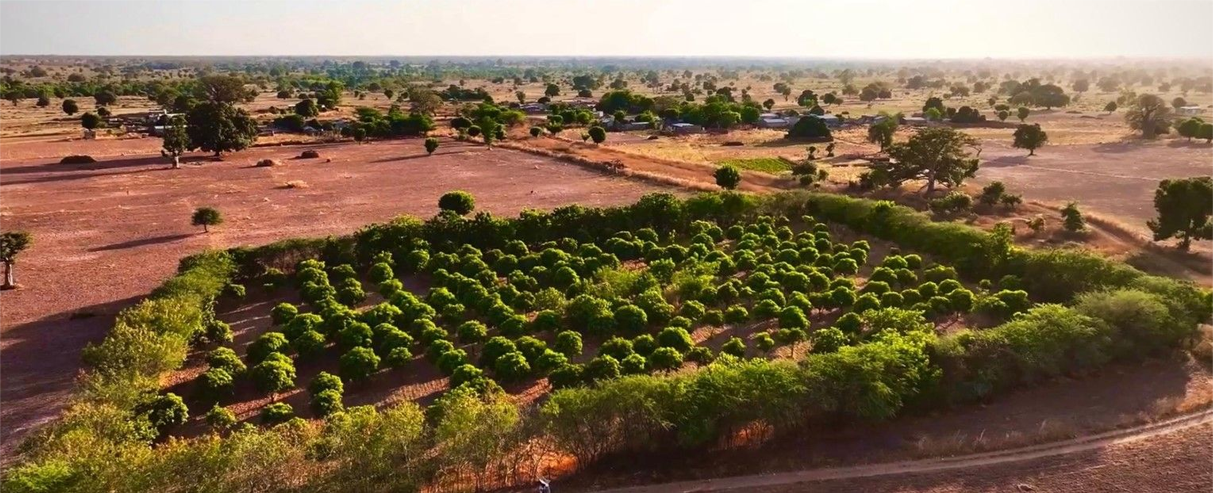 Senegal Reforestation Project