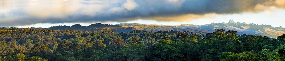 Rain forest of Mount Kenya